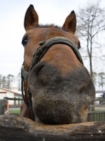 真歌04 マイネルアバンテ