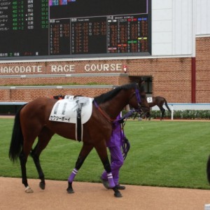 函館開幕週　パドック３