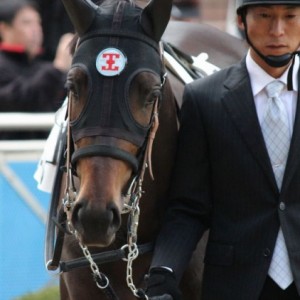 新馬戦パドック