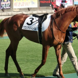 2013/11/17　東京　２歳未勝利