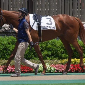 2014/05/24 東京4R・3歳未勝利 パドック