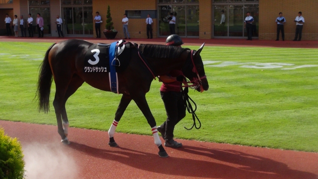 2018/8/18 日本海ステークス　パドック グランドサッシュ