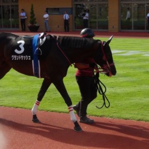 2018/8/18 日本海ステークス　パドック