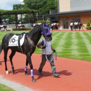 2014年　8月23日　新潟3Ｒ　パドック