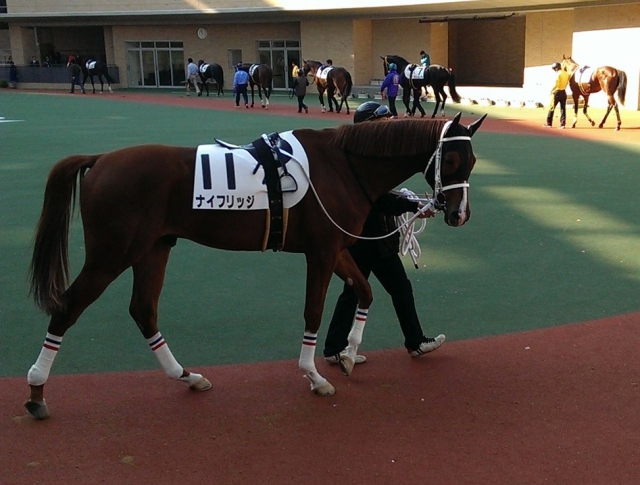 中京未勝利 ナイフリッジ