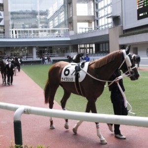 福島競馬場3歳未勝利　パドック