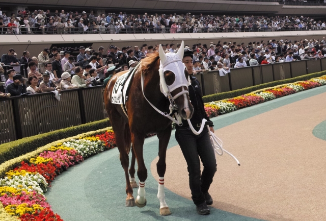 2014/10/26東京競馬場パドック ナイフリッジ