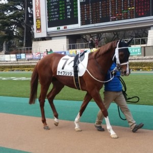 ２０１５年２月７日東京競馬場第８レースパドック