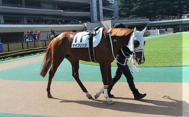 2015/2/21　東京競馬場　パドック ナイフリッジ