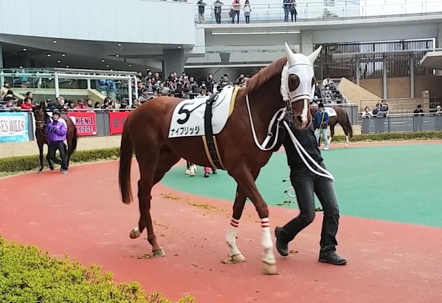 2015/03/15中京競馬場　９Ｒ　パドック ナイフリッジ
