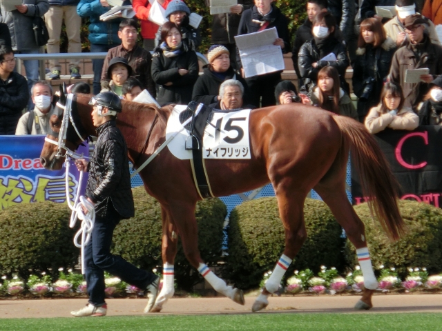 2014/01/05 中山：パドック ナイフリッジ
