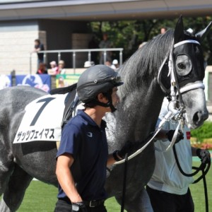 新馬戦パドック