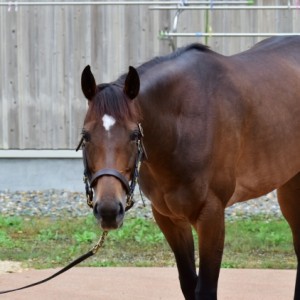 5歳秋ノーザンファームしがらき