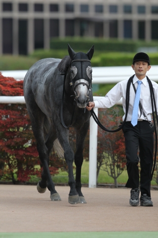 2014年5回京都1日目7R 3歳上500万下 パドルウィール