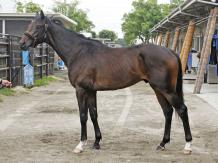 デビュー前 マイネルスパイアー