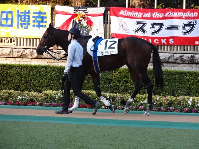1000万下 パドック ロードヴォルケーノ