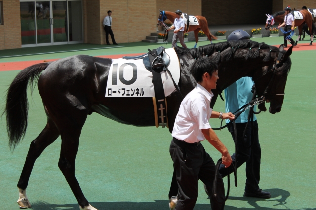 7/5　中京未勝利戦パドック ロードフェンネル