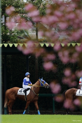 八重桜満開 ピンクシャドウ