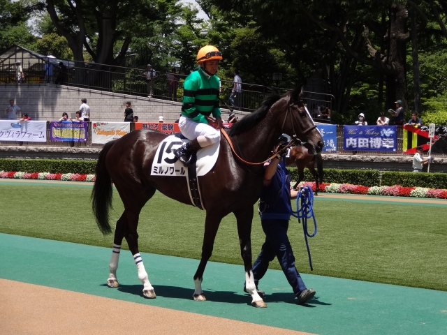 未勝利戦パドック ミルノワール