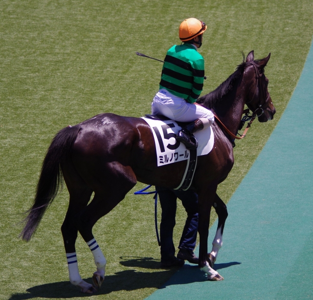 140614東京4Rパドック騎手騎乗 ミルノワール