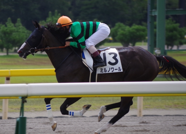 140920新潟3R本馬場入場 ミルノワール