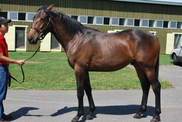 社台ブルーグラスファームにて クロスソード