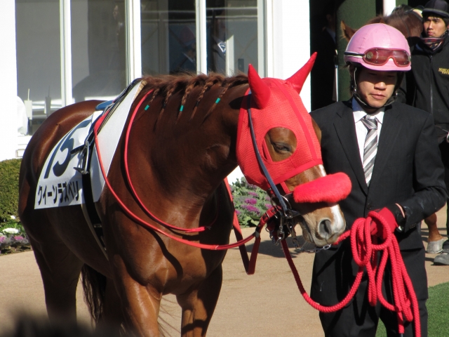 新馬戦パドック クイーンラズベリ