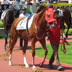 未勝利戦　パドック