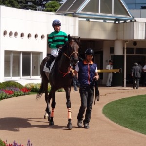 未勝利戦パドック