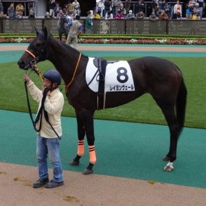 未勝利戦パドック