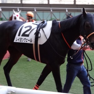 500万下パドック