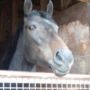 セグチＲＳイバラキ