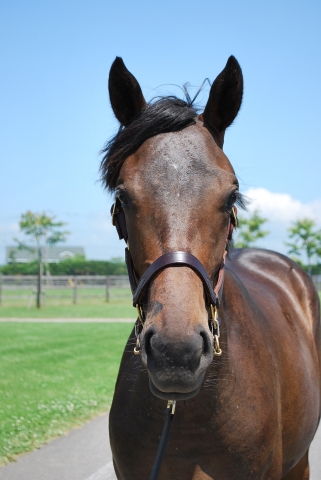 社台ブルーグラスファームにて デザートオブムーン
