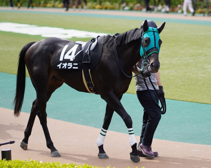 2021/4/24 晩春S(3勝クラス) イオラニ