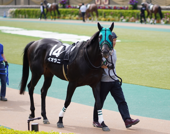 2021/4/24 晩春S(3勝クラス) イオラニ