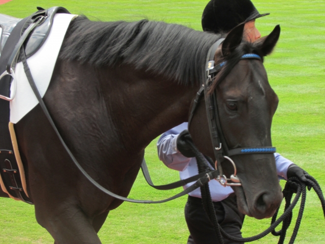 2歳新馬戦 イオラニ