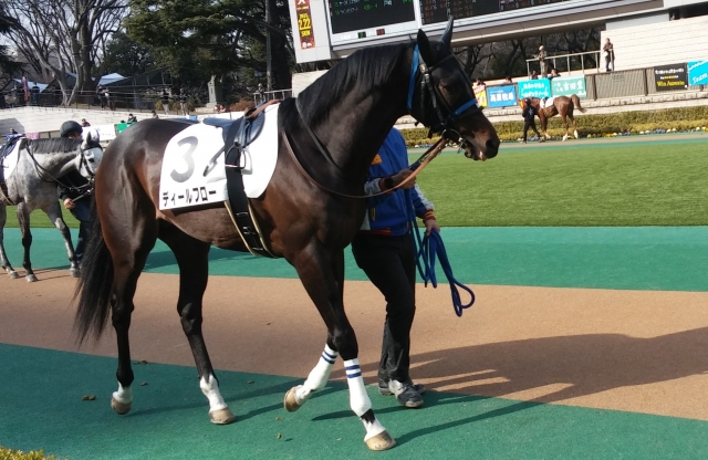 ２０１５年２月７日東京競馬場第８レースパドック ディールフロー