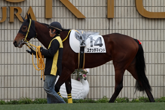 2014年2月15日 2回京都5日 5R  スナッチマインド