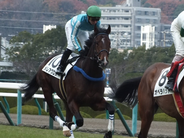 2013年12月15日 2歳未勝利 返し馬 メレアグロス