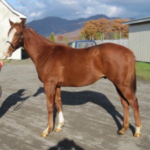 ノルマンディーファーム牧場見学①