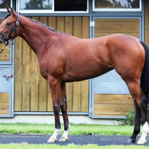 チョコレートバイン