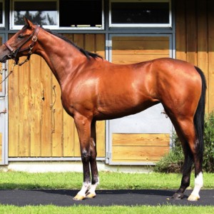 チョコレートバイン