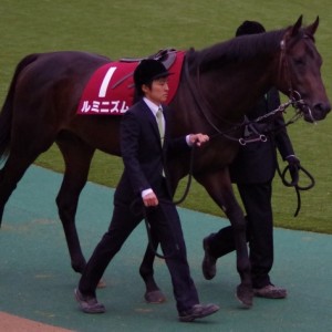 131109京王杯2歳Sパドック