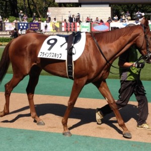 2013.10.14 新馬戦パドック