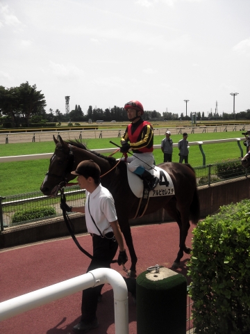 新馬戦　本馬場入場 アルビセレステ