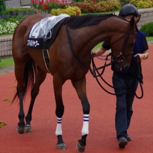 140824豊栄特別パドック