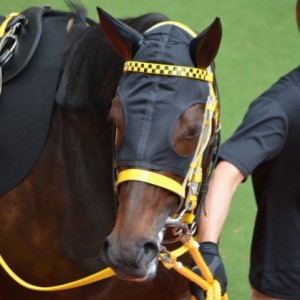 小豆島特別パドック