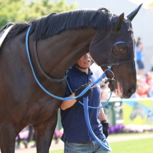 5月5日　4歳以上1000万下　パドック