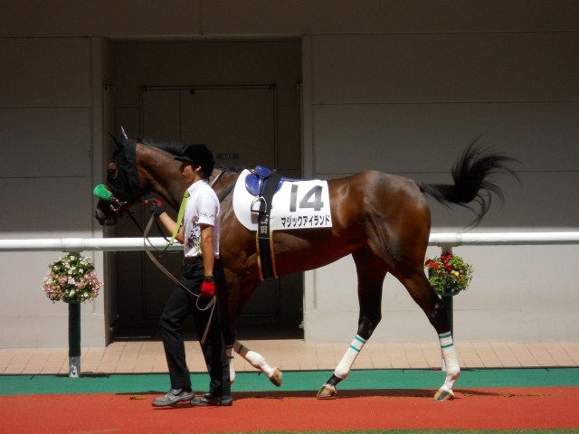 ７月１４日　福島２Ｒ三歳未勝利 マジックアイランド