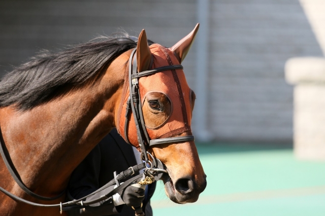 2015.2.15 東京8R レッドレイラ